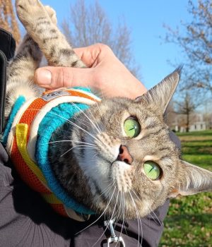 gigia the travel cat