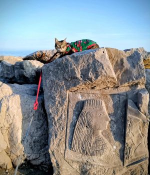 gigia the travel cat