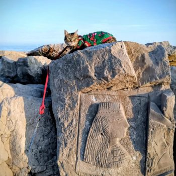 gigia the travel cat