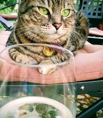 gigia the travel cat