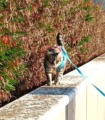 gigia the travel cat