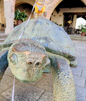 gigia the travel cat