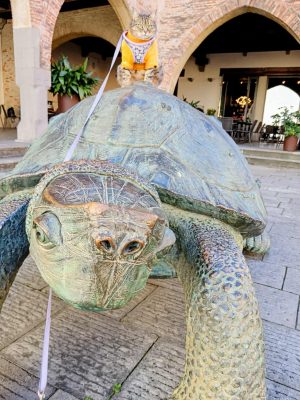 gigia the travel cat