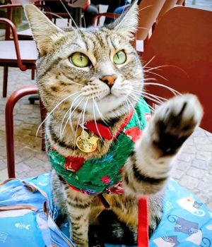 gigia the travel cat