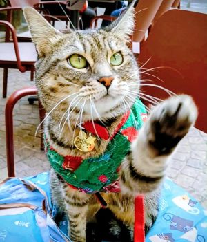 gigia the travel cat