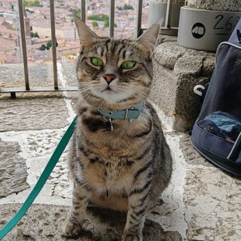 gigia the travel cat