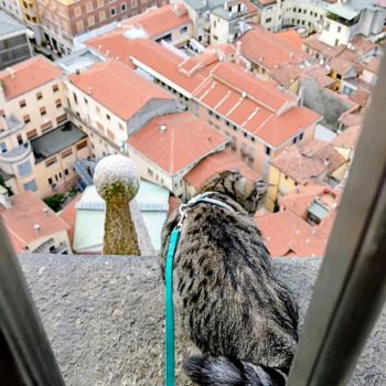 gigia the travel cat