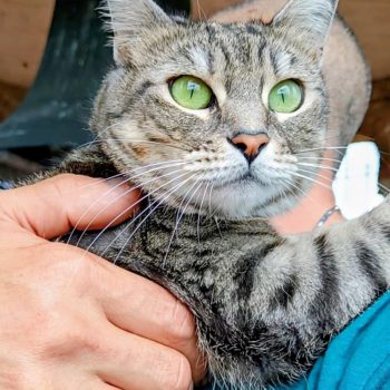 gigia the travel cat