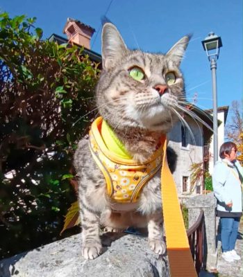 gigia the travel cat