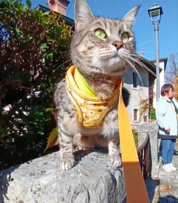 gigia the travel cat