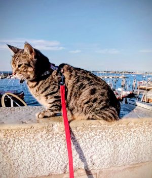 gigia the travel cat