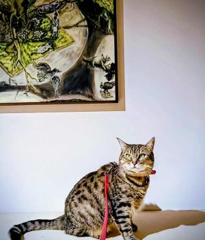 gigia the travel cat