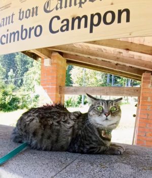 gigia the travel cat