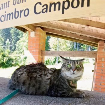 gigia the travel cat