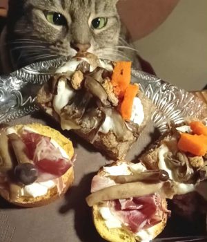 gigia the travel cat