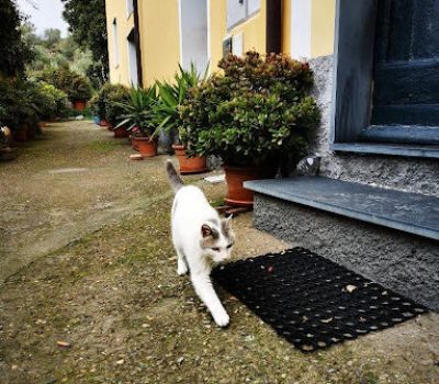 gigia the travel cat