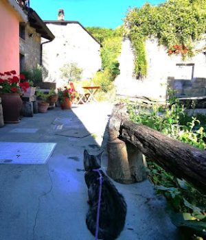 gigia