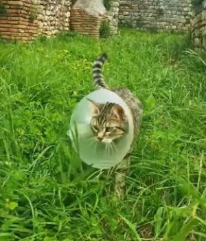 gigia