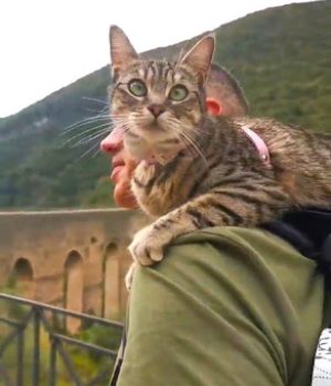 gigia