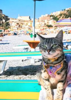 gigia the travel cat