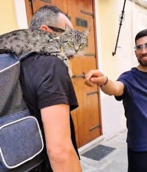 gigia the travel cat