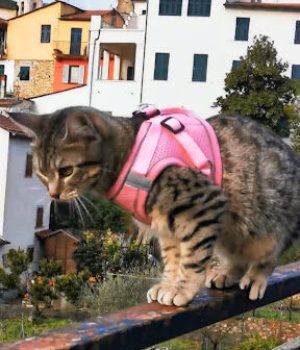 gigia the travel cat