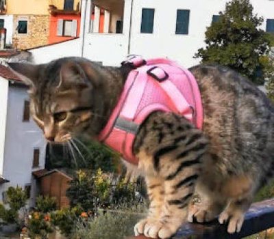 gigia the travel cat