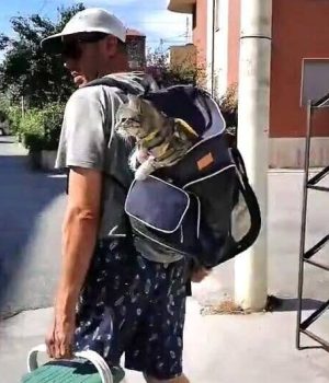 gigia the travel cat