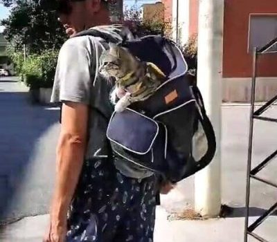 gigia the travel cat