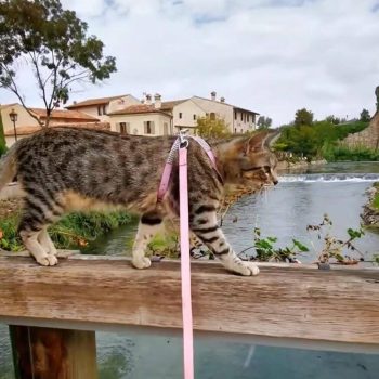 gigia the travel cat