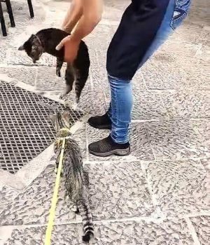 gigia the travel cat