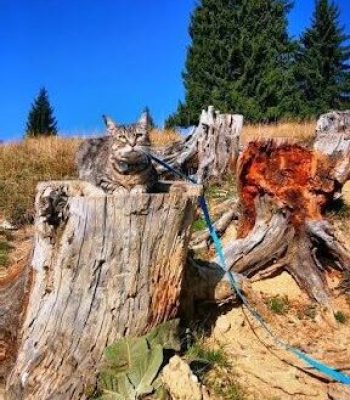 gigia the travel cat