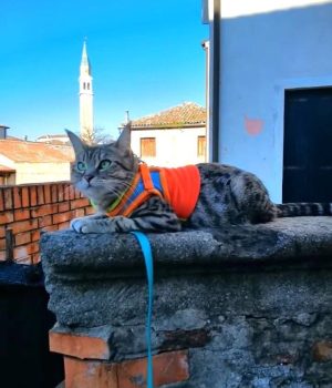 gigia
