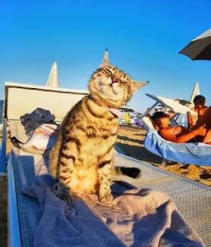 gigia