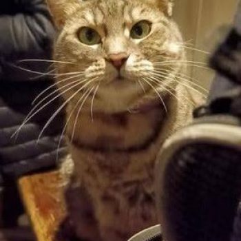 gigia the travel cat