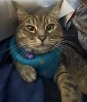 gigia the travel cat