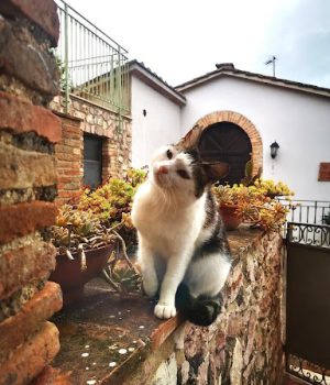 gigia