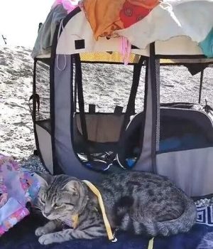 gigia the travel cat