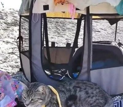 gigia the travel cat