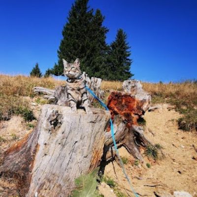 gigia the travel cat