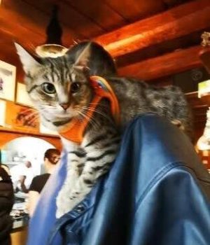 gigia the travel cat