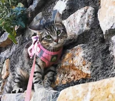 gigia the travel cat
