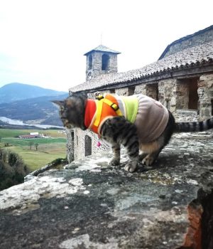 gigia
