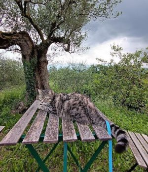 gigia