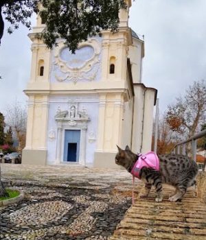 gigia the travel cat