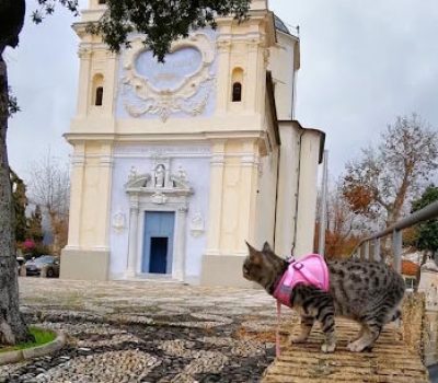 gigia the travel cat