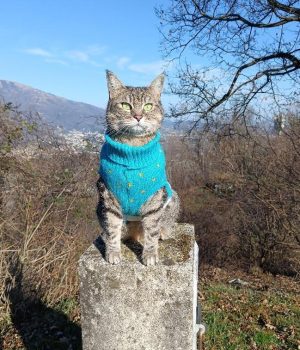 gigia
