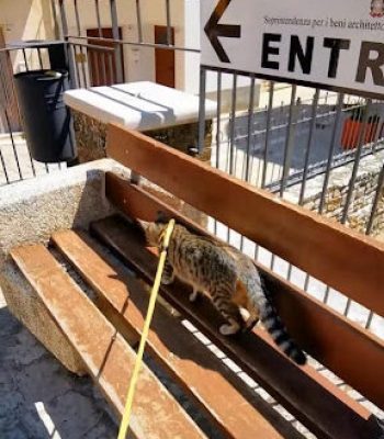 gigia the travel cat