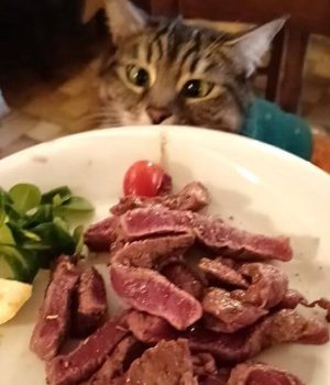 gigia